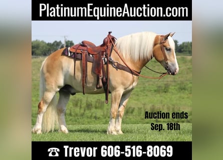 American Quarter Horse, Gelding, 7 years, 15.1 hh, Palomino