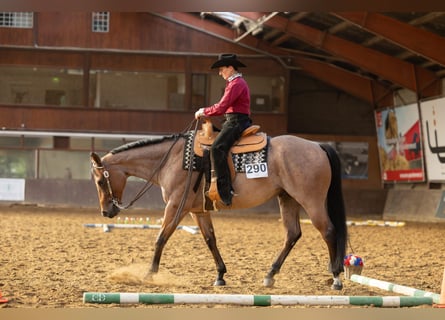 American Quarter Horse, Gelding, 7 years, 15.1 hh, Roan-Bay