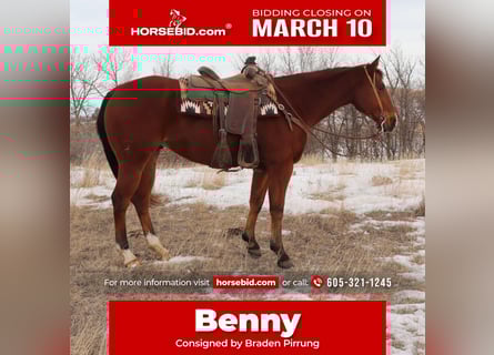 American Quarter Horse, Gelding, 7 years, 15.2 hh, Bay