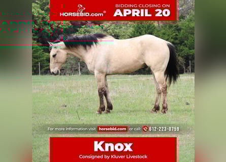 American Quarter Horse, Gelding, 7 years, 15.2 hh, Buckskin