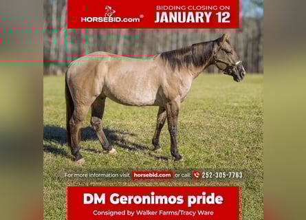 American Quarter Horse, Gelding, 7 years, 15.2 hh, Grullo