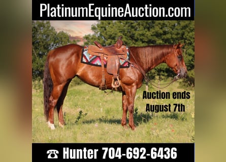 American Quarter Horse, Gelding, 7 years, 15.3 hh, Roan-Red