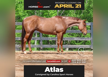American Quarter Horse, Gelding, 7 years, 15.3 hh
