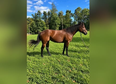 American Quarter Horse, Gelding, 7 years, 15 hh, Bay