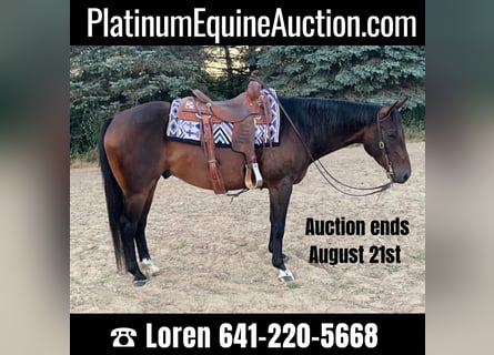American Quarter Horse, Gelding, 7 years, 15 hh, Bay