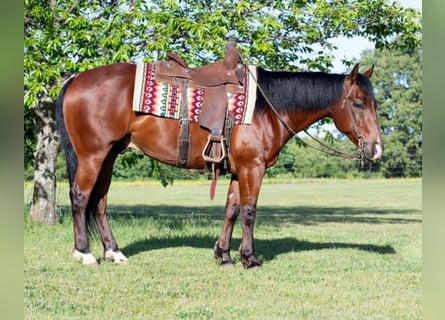 American Quarter Horse, Gelding, 7 years, 15 hh, Bay