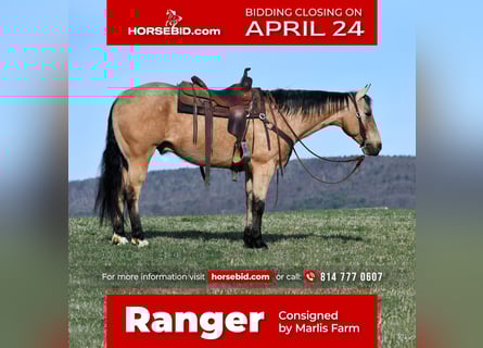 American Quarter Horse, Gelding, 7 years, 15 hh, Buckskin
