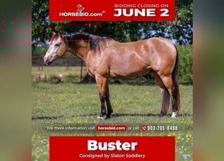 American Quarter Horse, Gelding, 7 years, 15 hh, Buckskin