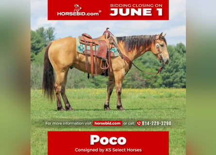 American Quarter Horse, Gelding, 7 years, 15 hh, Buckskin