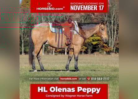 American Quarter Horse, Gelding, 7 years, 15 hh, Buckskin