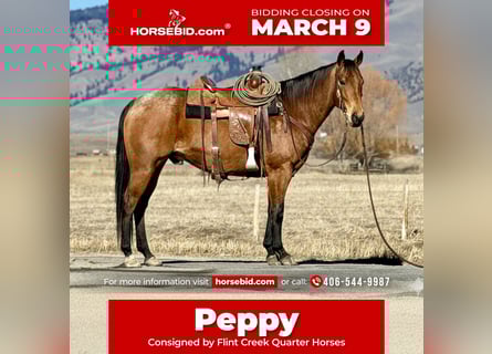 American Quarter Horse, Gelding, 7 years, 15 hh, Buckskin