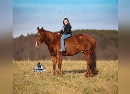 American Quarter Horse, Gelding, 7 years, 15 hh, Chestnut