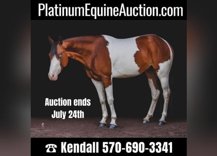 American Quarter Horse, Gelding, 7 years, 15 hh, Chestnut