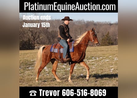 American Quarter Horse, Gelding, 7 years, 15 hh, Gray-Dapple