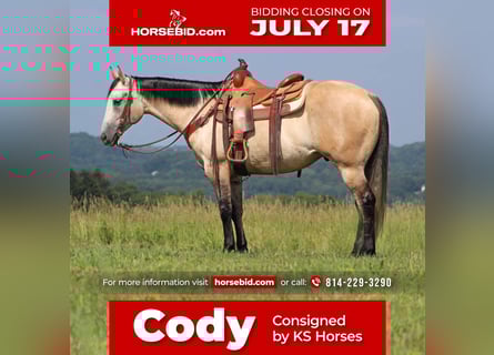 American Quarter Horse, Gelding, 7 years, 15 hh, Gray-Red-Tan