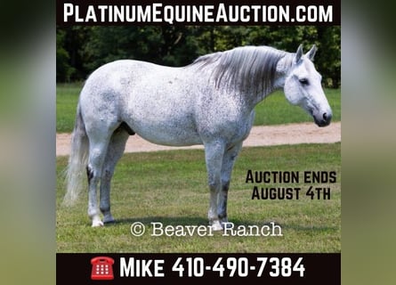 American Quarter Horse, Gelding, 7 years, 15 hh, Gray