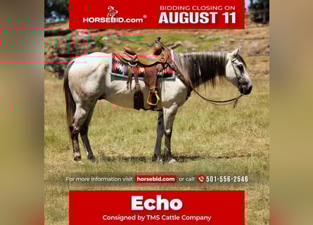 American Quarter Horse, Gelding, 7 years, 15 hh, Grey