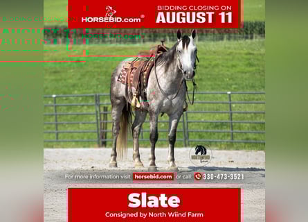 American Quarter Horse, Gelding, 7 years, 15 hh, Grey