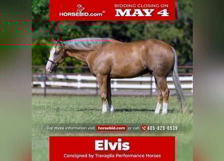 American Quarter Horse, Gelding, 7 years, 15 hh, Palomino