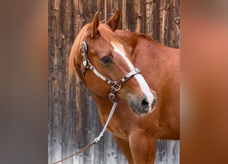 American Quarter Horse, Gelding, 7 years, 15 hh, Red Dun