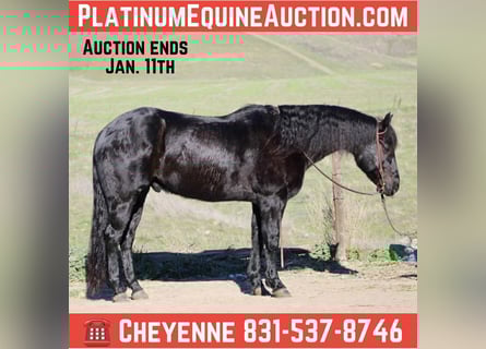 American Quarter Horse, Gelding, 7 years, 15 hh, Roan-Blue