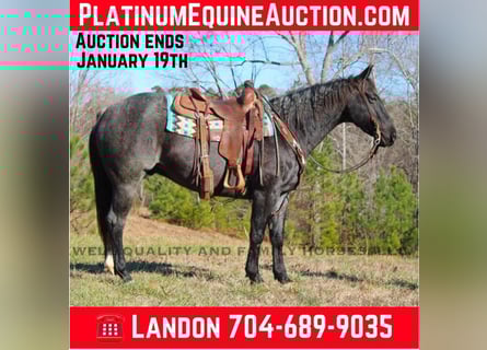 American Quarter Horse, Gelding, 7 years, 15 hh, Roan-Blue