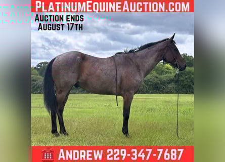 American Quarter Horse, Gelding, 7 years, 15 hh, Roan-Blue