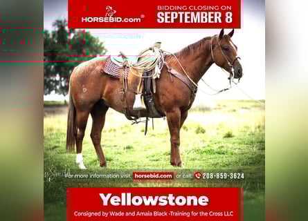 American Quarter Horse, Gelding, 7 years, 15 hh, Roan-Red