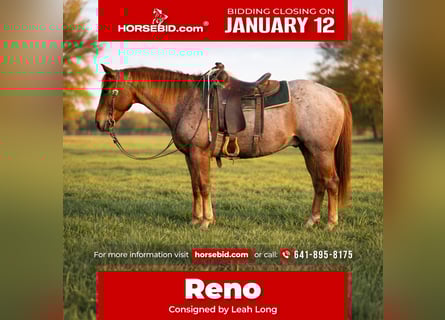 American Quarter Horse, Gelding, 7 years, 15 hh, Roan-Red