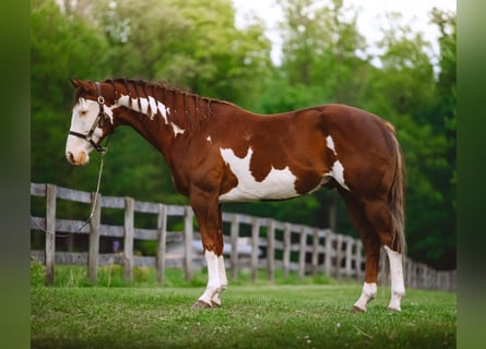 American Quarter Horse, Gelding, 7 years, 15 hh, Tobiano-all-colors