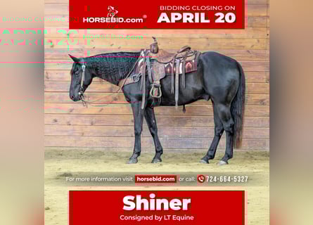 American Quarter Horse, Gelding, 7 years, 15,1 hh, Black