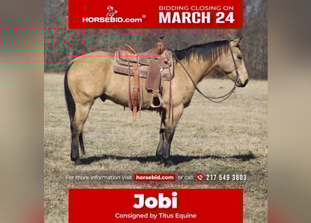 American Quarter Horse, Gelding, 7 years, 15,1 hh, Buckskin