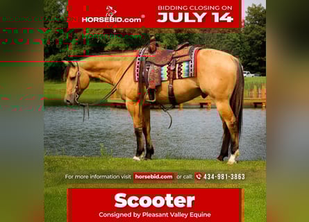 American Quarter Horse, Gelding, 7 years, 15,1 hh, Buckskin