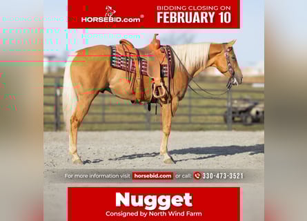 American Quarter Horse, Gelding, 7 years, 15,1 hh, Palomino