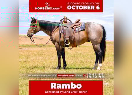 American Quarter Horse, Gelding, 7 years, 15,1 hh, Roan-Bay
