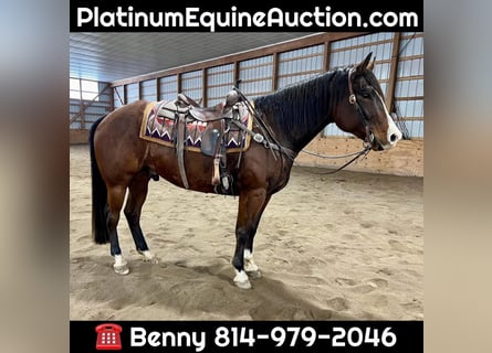 American Quarter Horse, Gelding, 7 years, 15,2 hh, Bay
