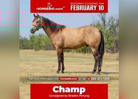 American Quarter Horse, Gelding, 7 years, 15,2 hh, Buckskin
