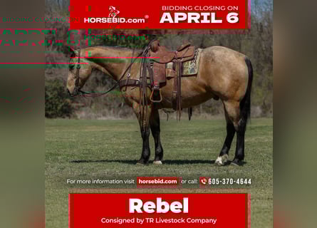 American Quarter Horse, Gelding, 7 years, 15,2 hh, Buckskin