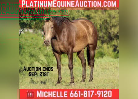 American Quarter Horse, Gelding, 7 years, 15,2 hh, Buckskin