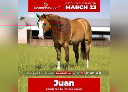 American Quarter Horse, Gelding, 7 years, 15,2 hh, Dun