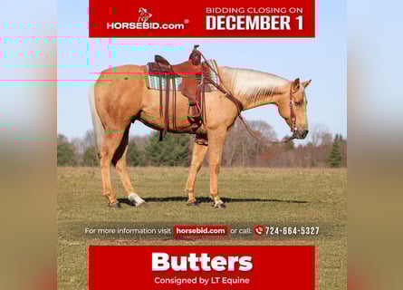 American Quarter Horse, Gelding, 7 years, 15,2 hh, Palomino