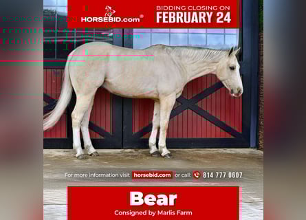 American Quarter Horse, Gelding, 7 years, 15,2 hh, Palomino