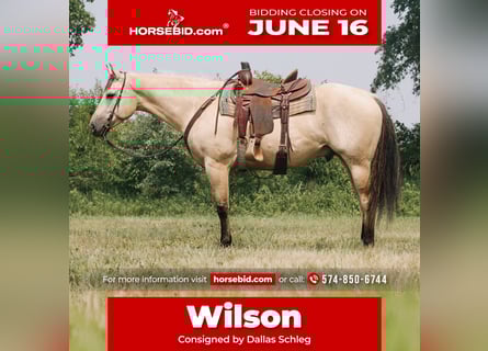 American Quarter Horse, Gelding, 7 years, 15,3 hh, Buckskin