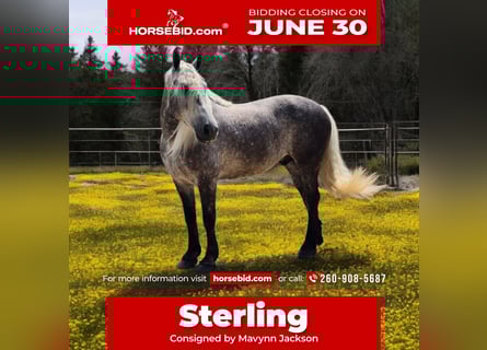 American Quarter Horse Mix, Gelding, 7 years, 15,3 hh