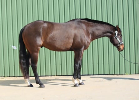 American Quarter Horse, Gelding, 7 years, 16.1 hh, Brown