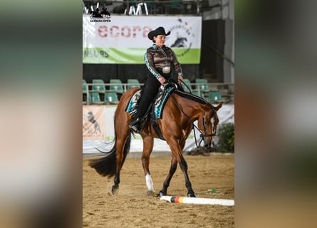 American Quarter Horse, Gelding, 7 years, 16,2 hh, Brown