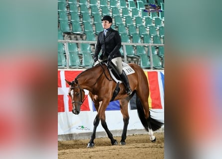 American Quarter Horse, Gelding, 7 years, 16,2 hh, Brown