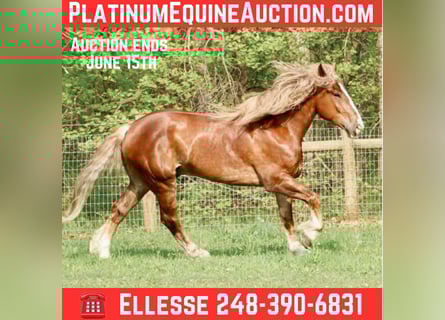 American Quarter Horse, Gelding, 7 years, 16.3 hh, Chestnut