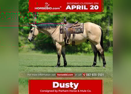 American Quarter Horse, Gelding, 7 years, 16 hh, Buckskin