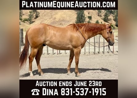 American Quarter Horse, Gelding, 7 years, 16 hh, Dun